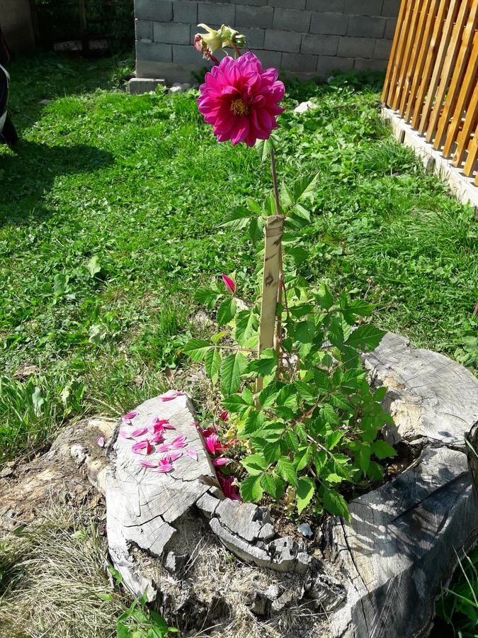 Загородные дома Domaćinstvo Krstajić Жабляк