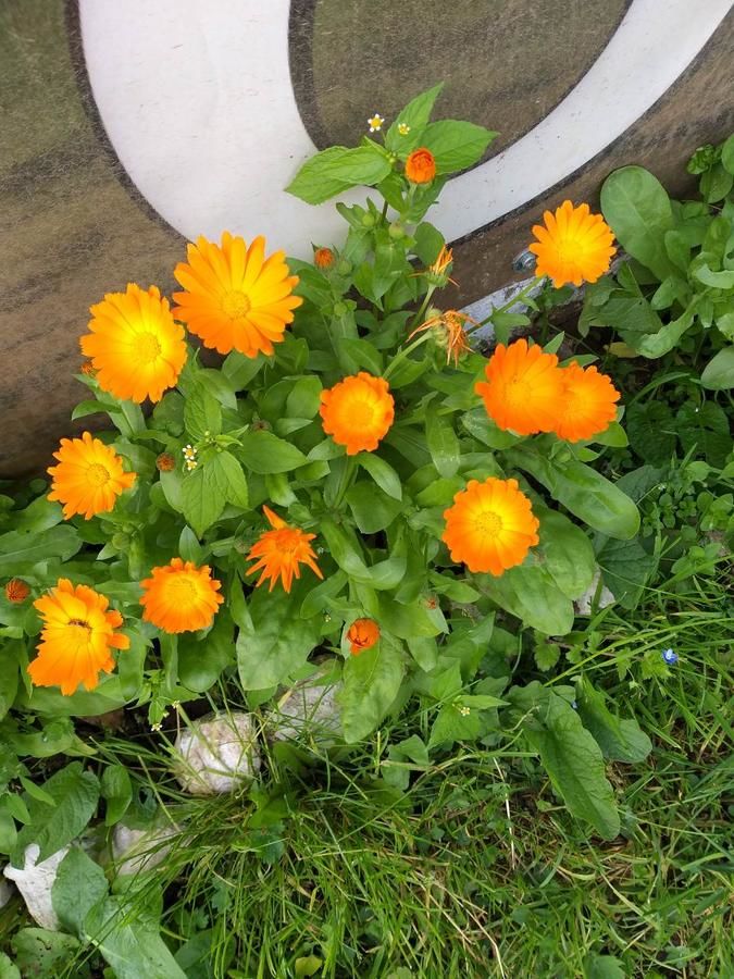 Загородные дома Domaćinstvo Krstajić Жабляк-47